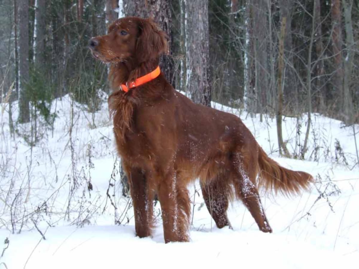 Irish setter, photo 1 of 8