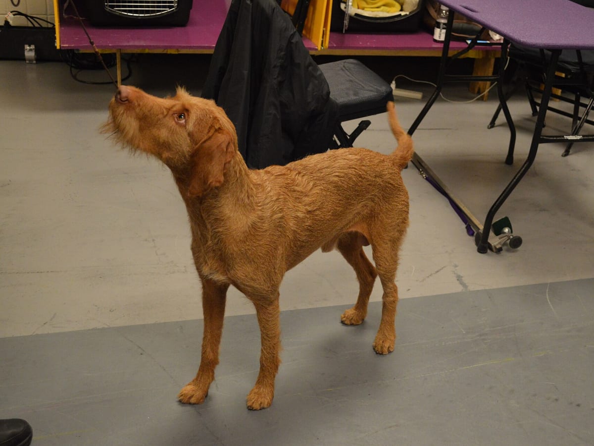 Wirehaired Vizsla, photo 1 of 4