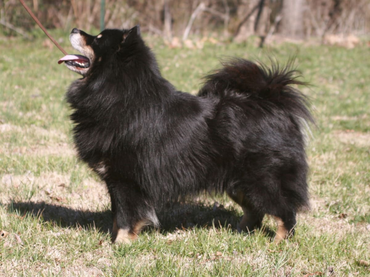 Finnish Lapphund, photo 1 of 4