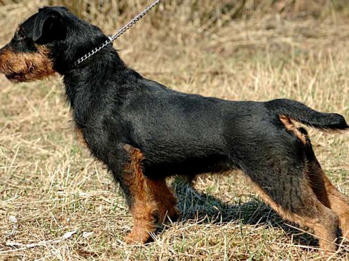 German hunting terrier, photo 1 of 5