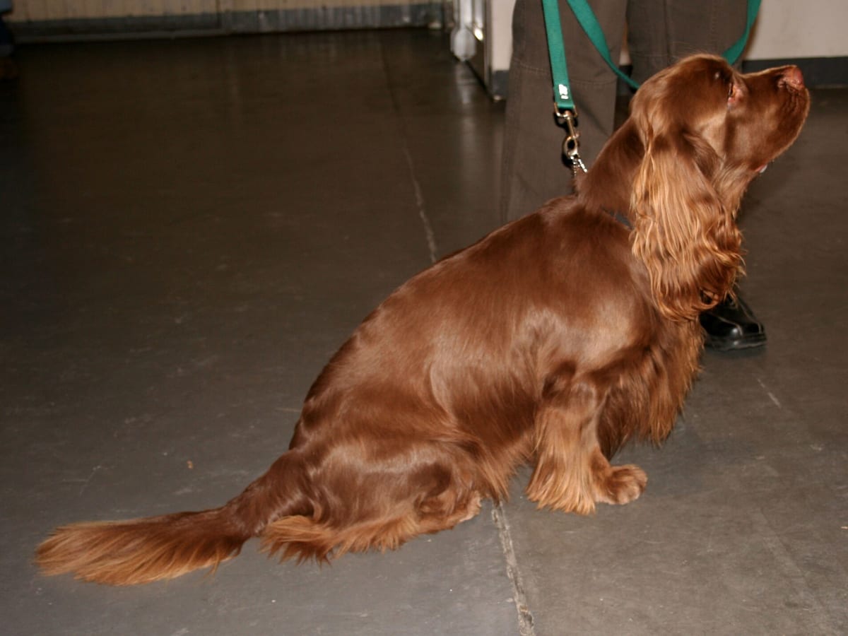 Sussex Spaniel, photo 1 of 4
