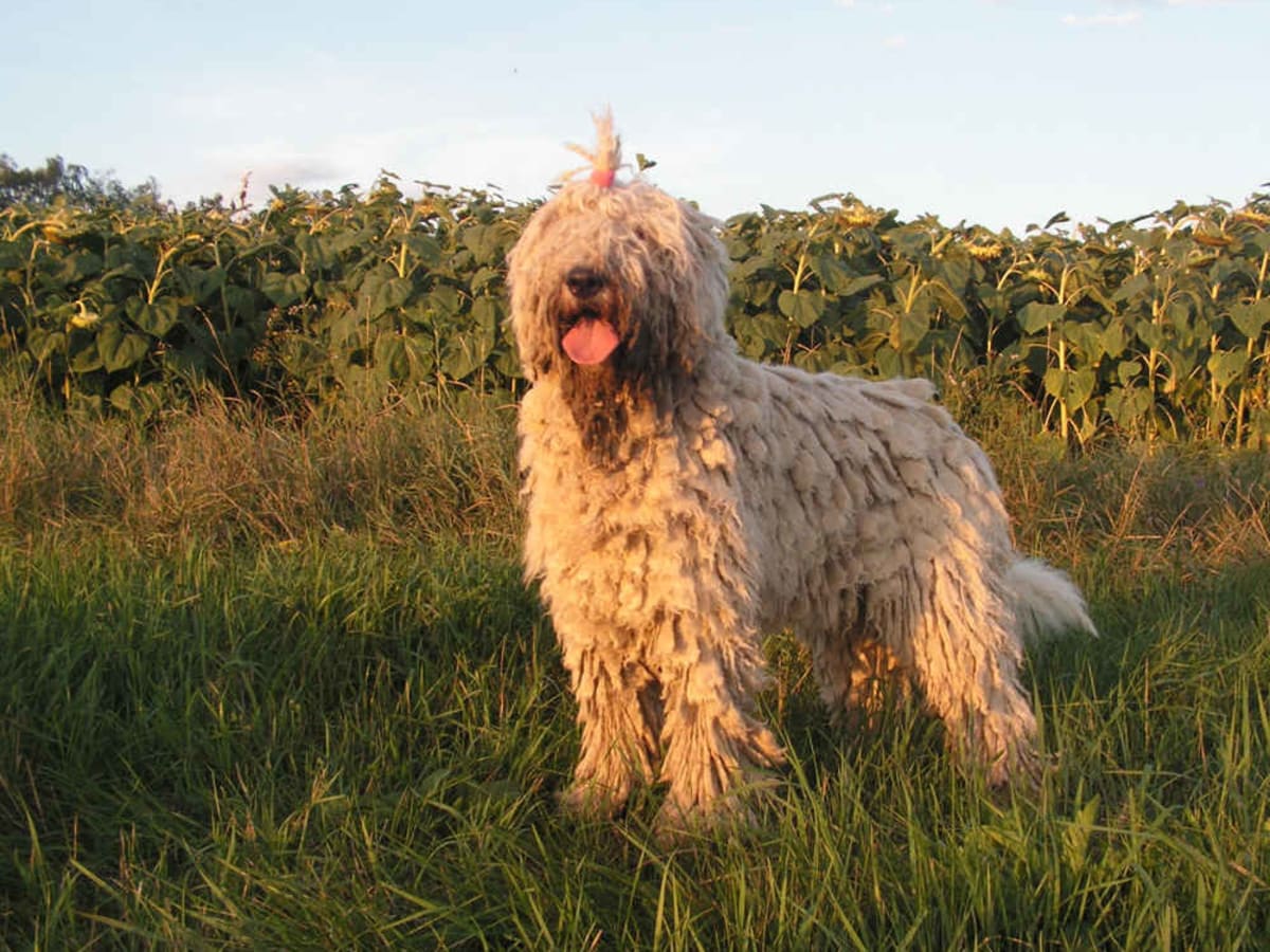 Komondor, photo 1 of 6