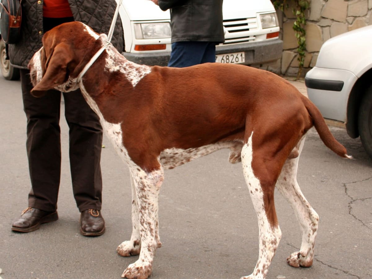 Bracco Italiano, photo 1 of 4