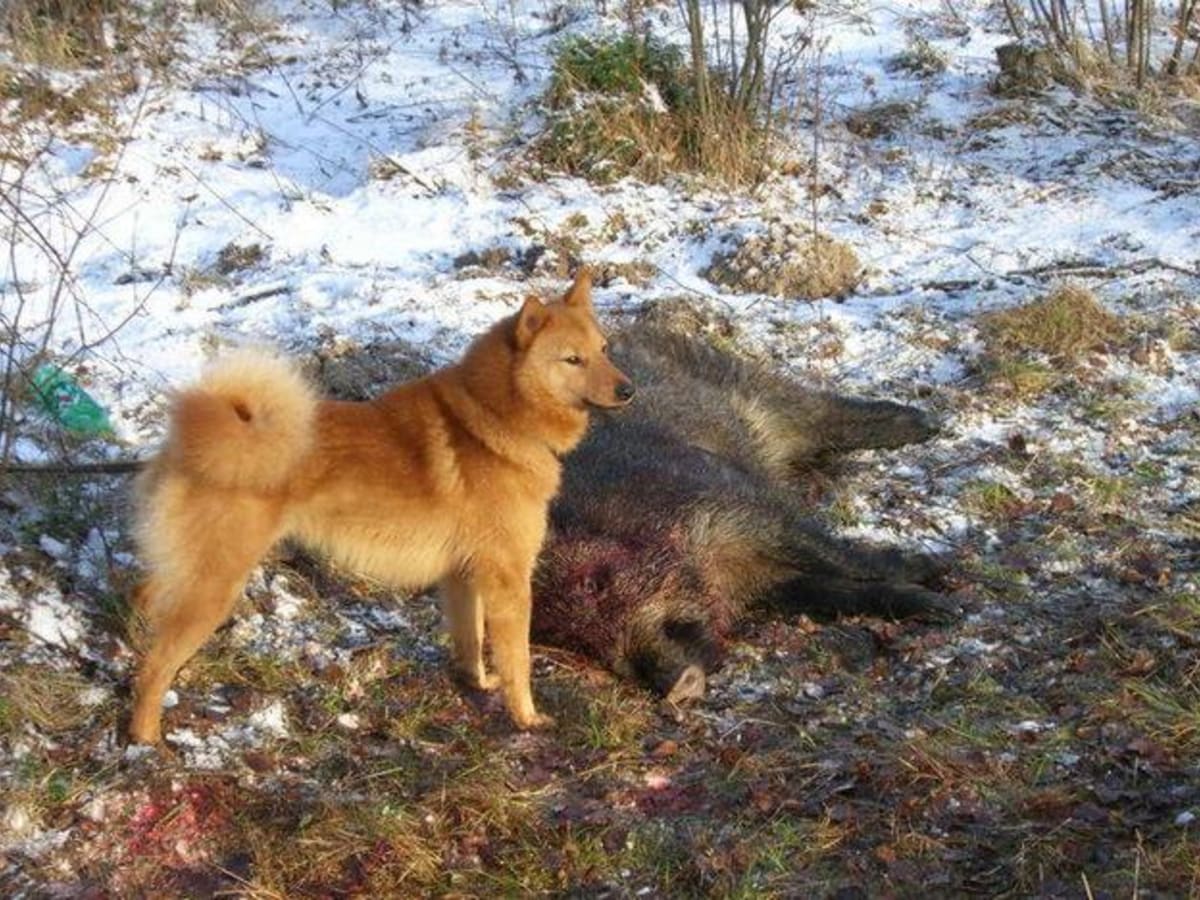 Karelian-Finnish husky, photo 1 of 9