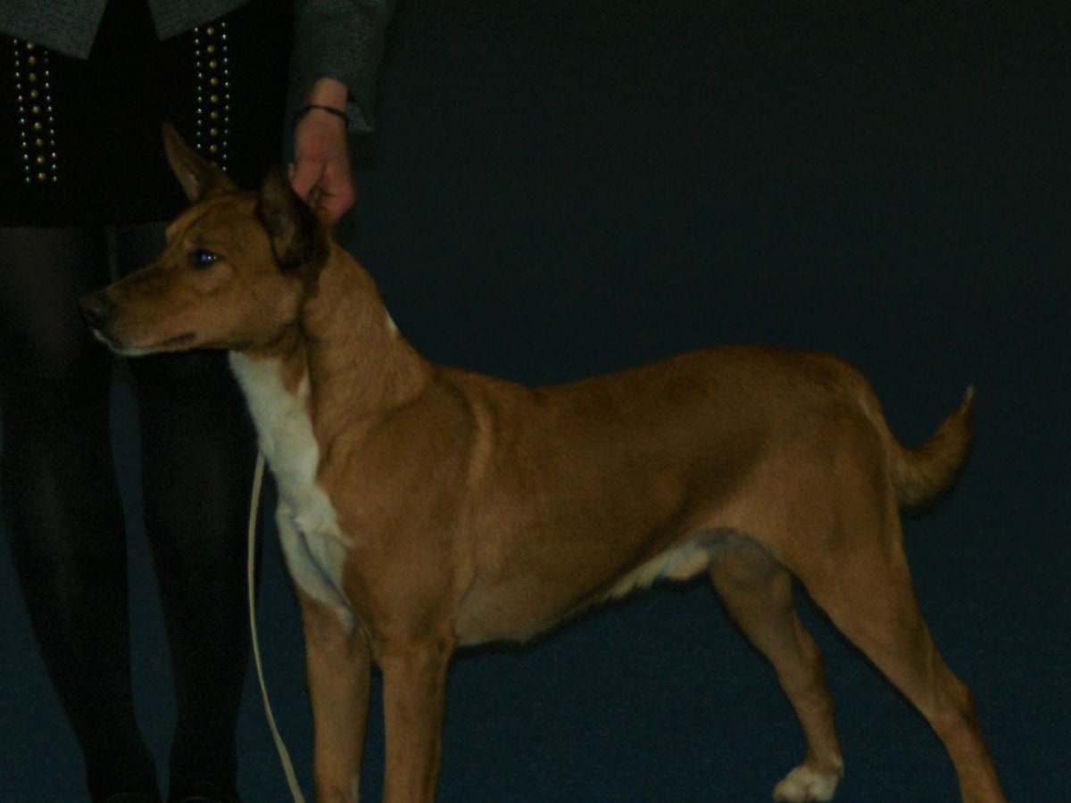 Portuguese Podengo, photo 1 of 4