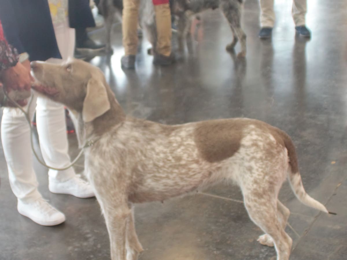 Slovakian Wirehaired Pointer, photo 1 of 4