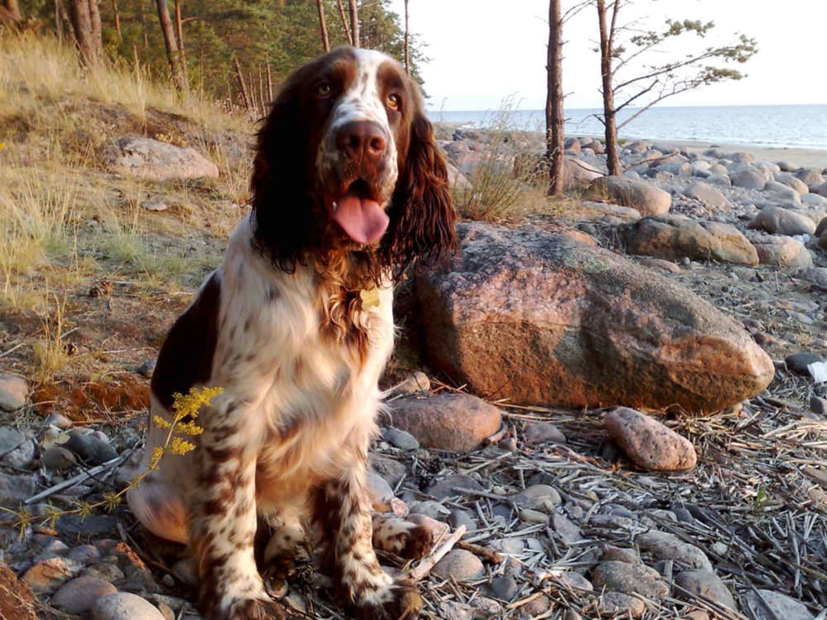 English springer spaniel, photo 1 of 10