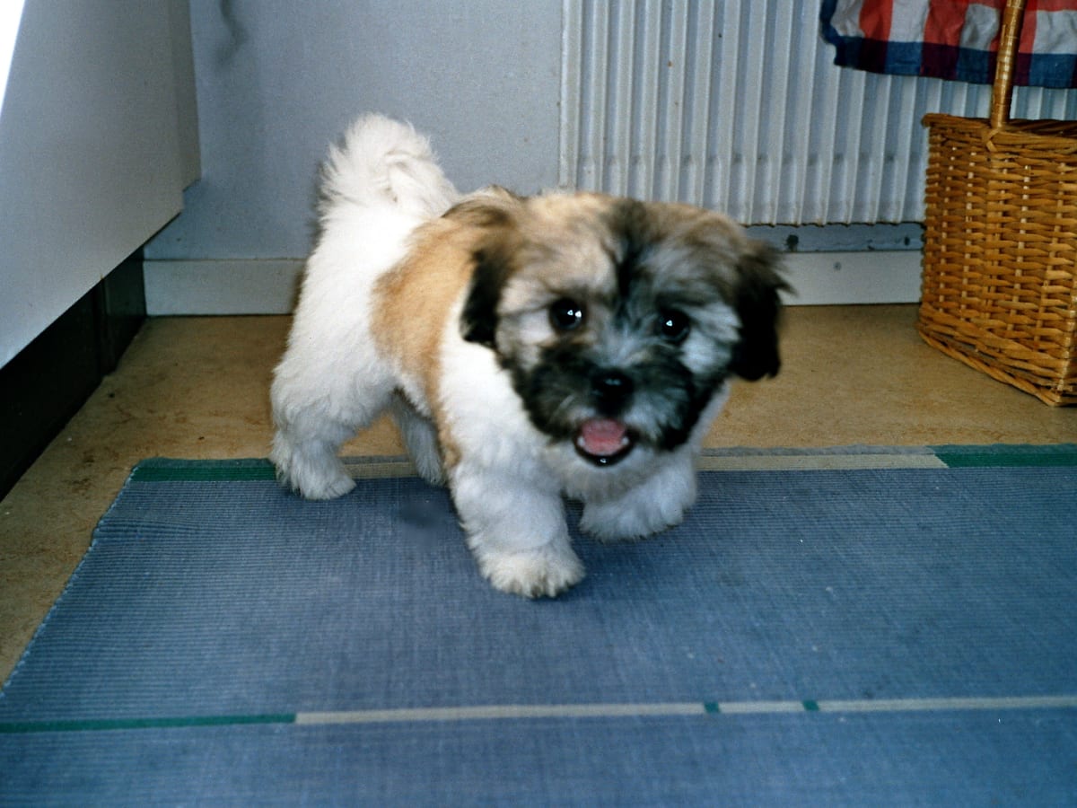Coton de Tulear, photo 1 of 4