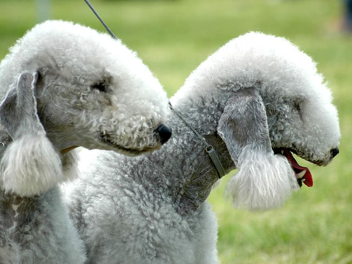 Bedlington terrier, photo 1 of 13