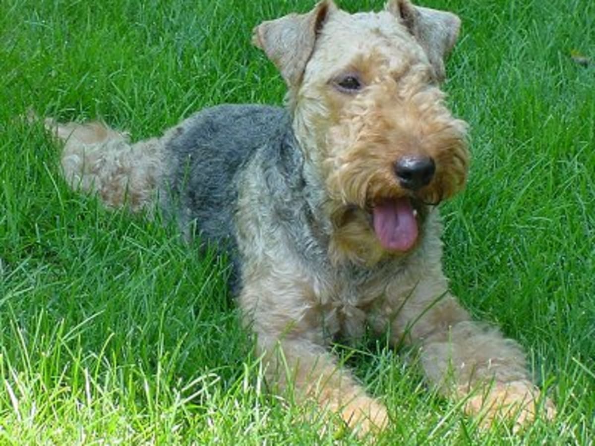 Welsh Terrier, photo 1 of 6
