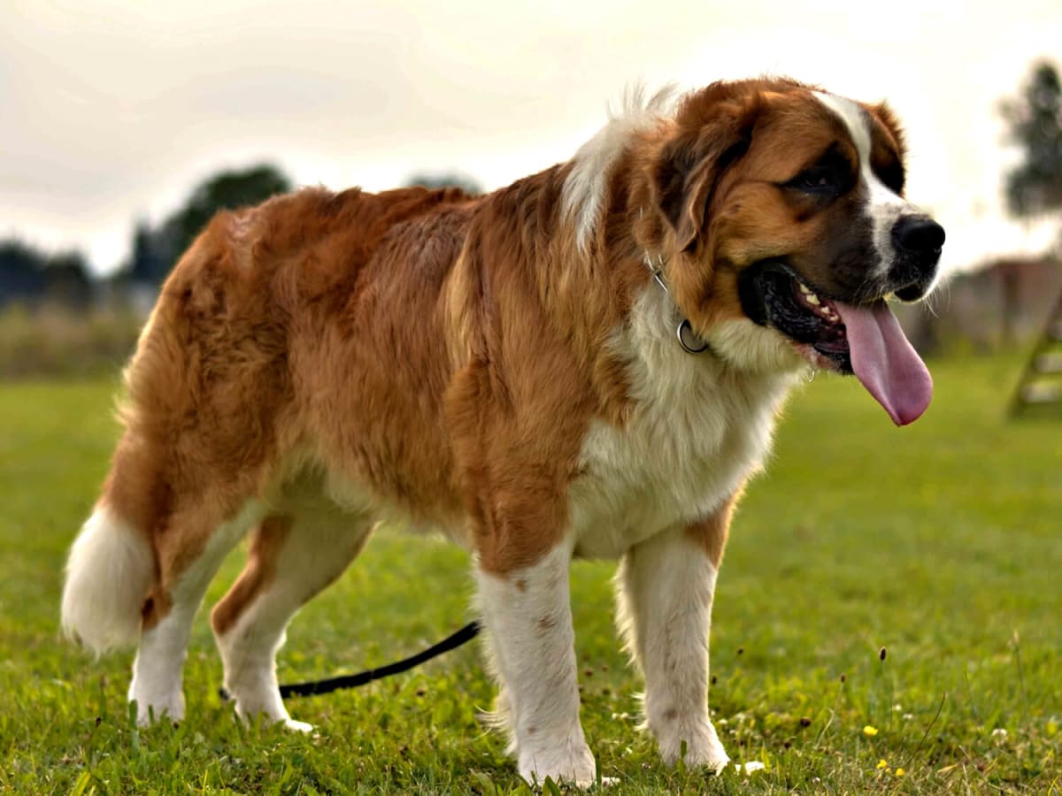 Landseer, photo 1 of 2