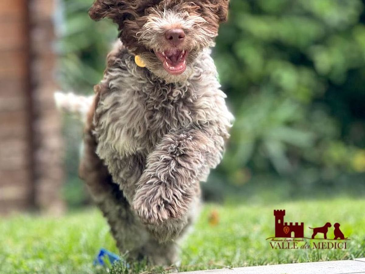 Lagotto Romagnolo, photo 1 of 4