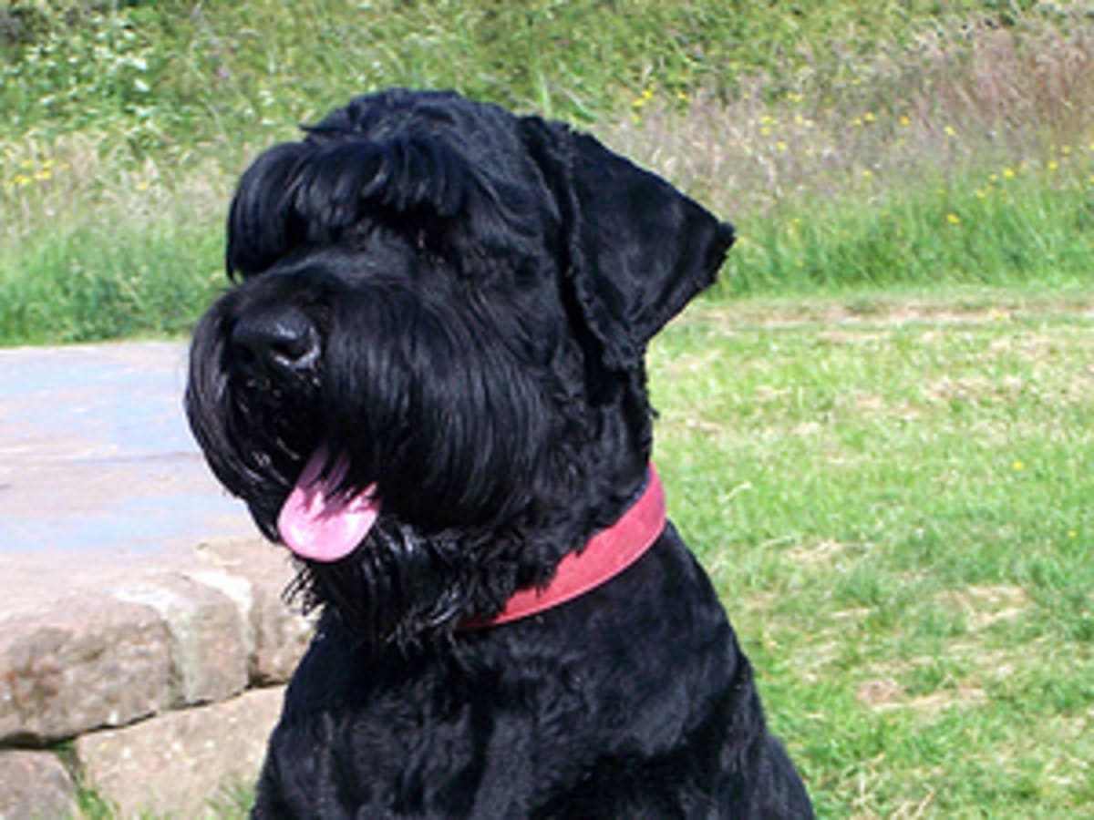 Russian black terrier, photo 1 of 5