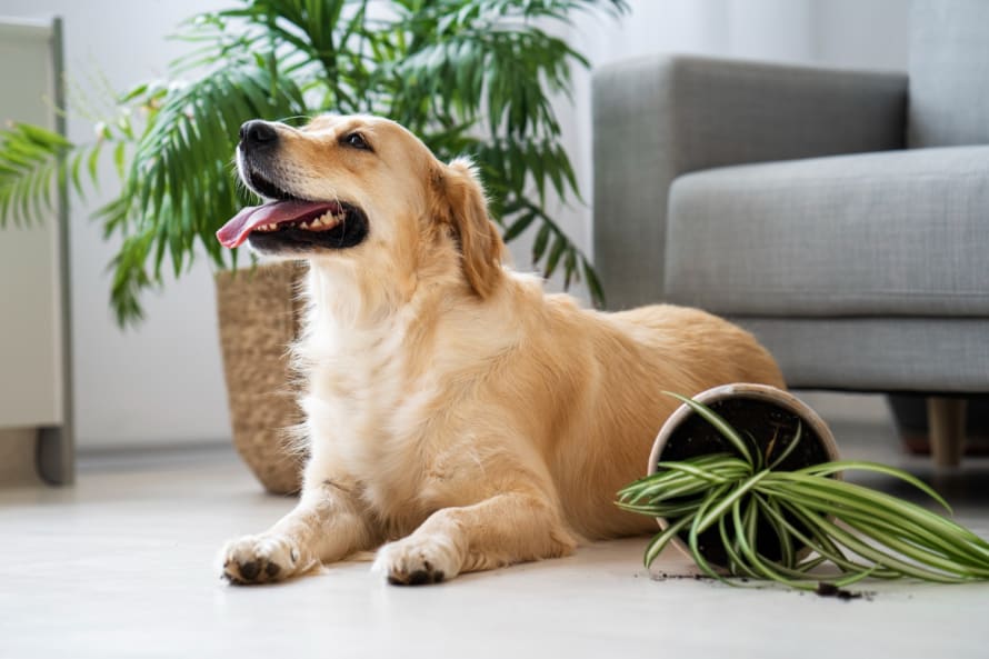 Breed photo