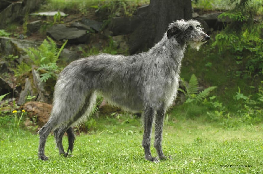 Breed photo