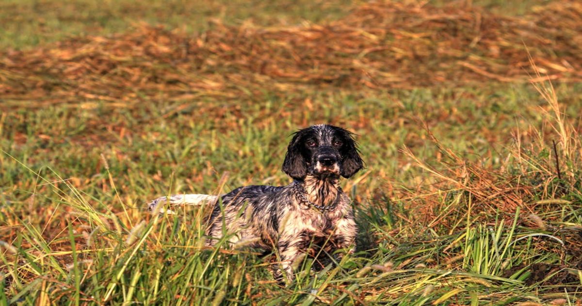 Russian hunting spaniel | Doggs.Life
