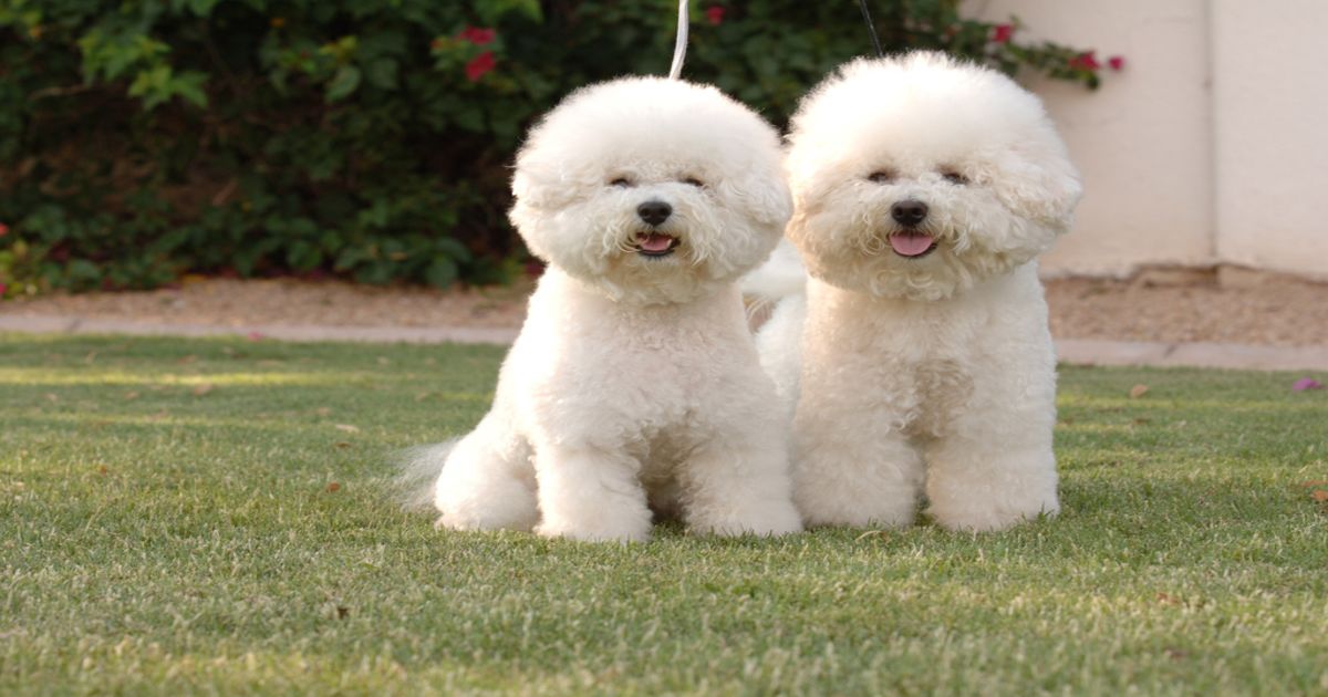 Bichon Frize | Doggs.Life