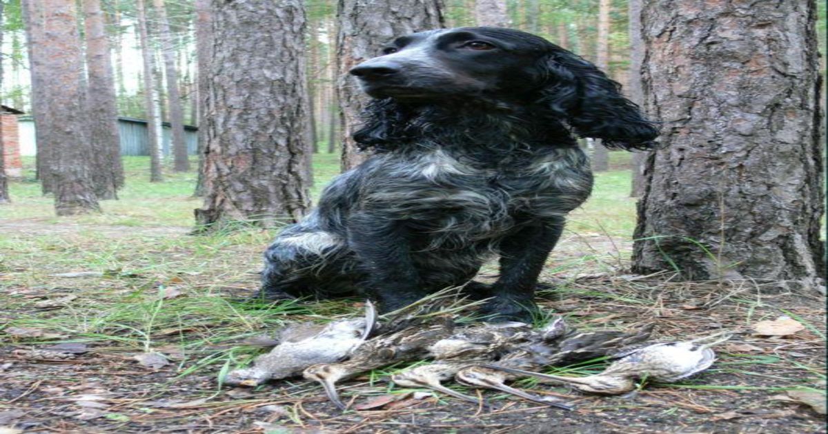 Russian Spaniel | Doggs.Life
