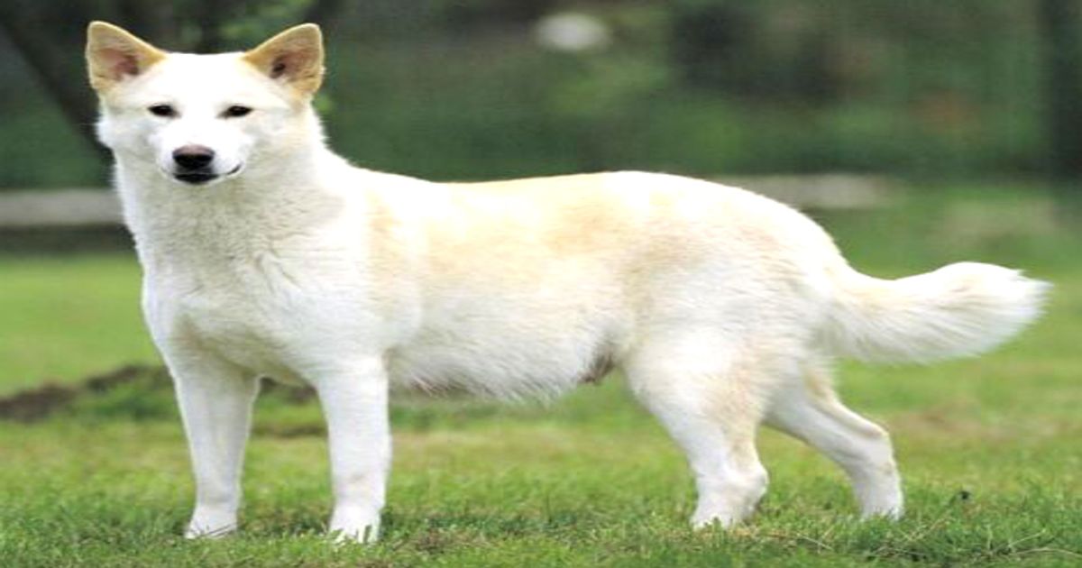 Canaan dog | Doggs.Life