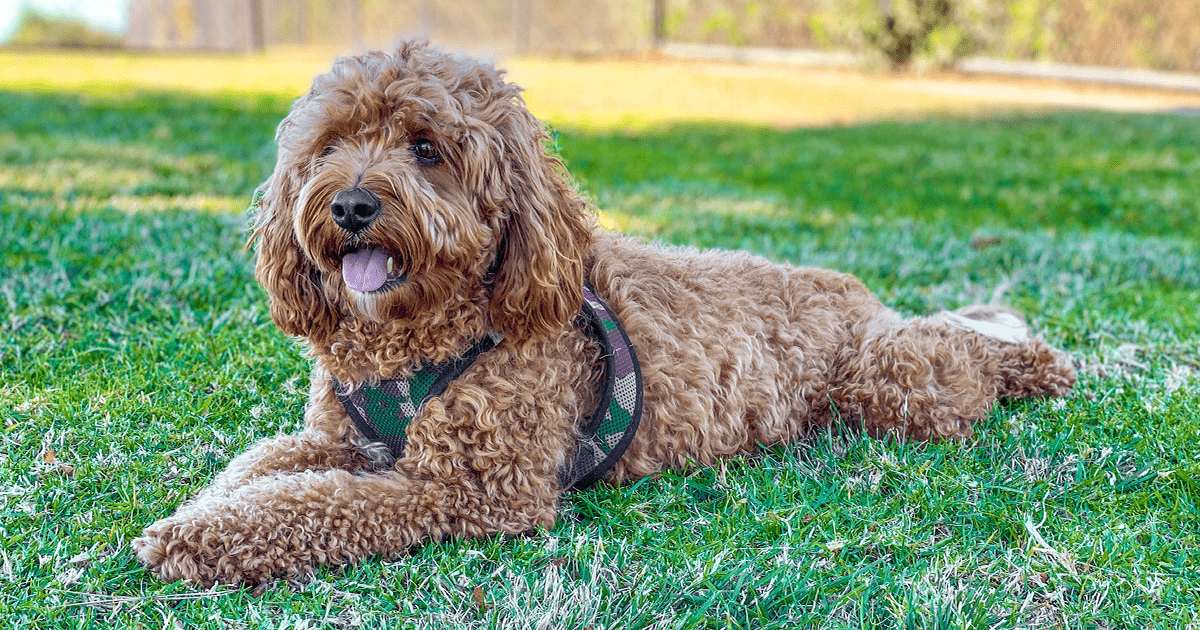 Cavapoo