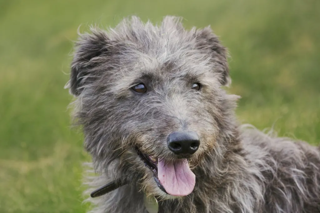 Deerhound