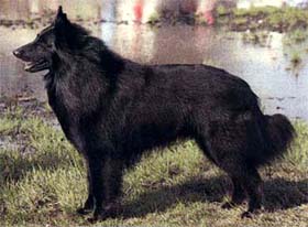 Groenendael (Belgian Shepherd Dog)