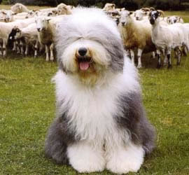 Bobtail