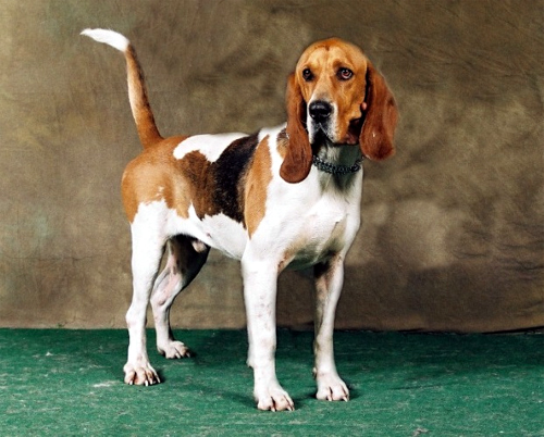 Artois Hound