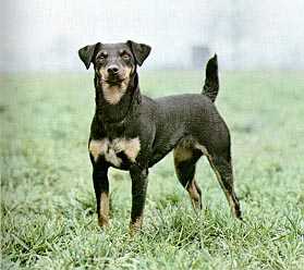 German hunting terrier