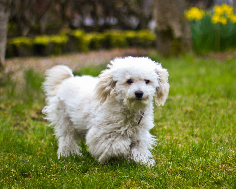Bichon Frize