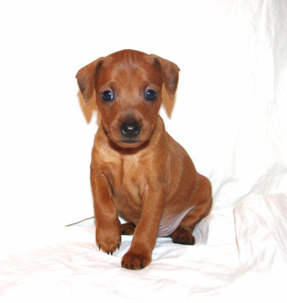 Miniature Pinscher (Dwarf Pinscher)
