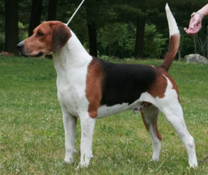 Artois Hound