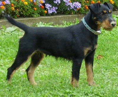 German hunting terrier