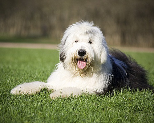 Bobtail