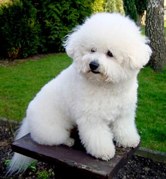 Bichon Frize