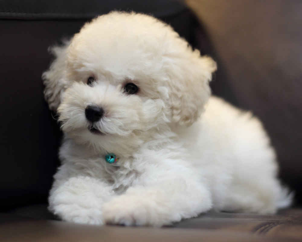 Bichon Frize