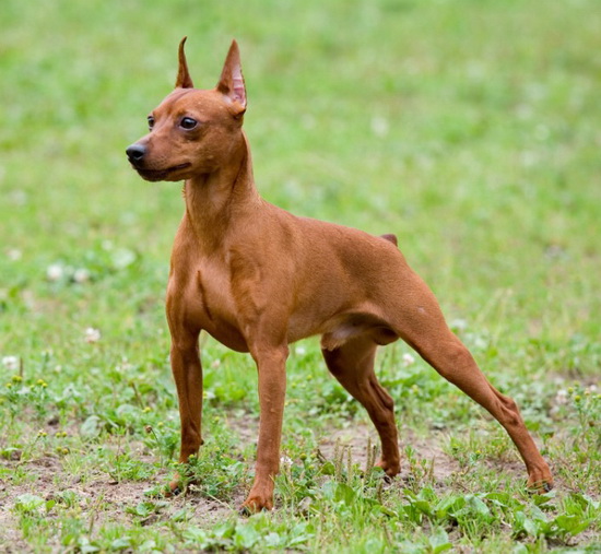 Miniature Pinscher (Dwarf Pinscher)