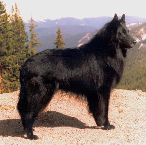 Groenendael (Belgian Shepherd Dog)