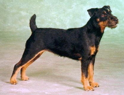 German hunting terrier