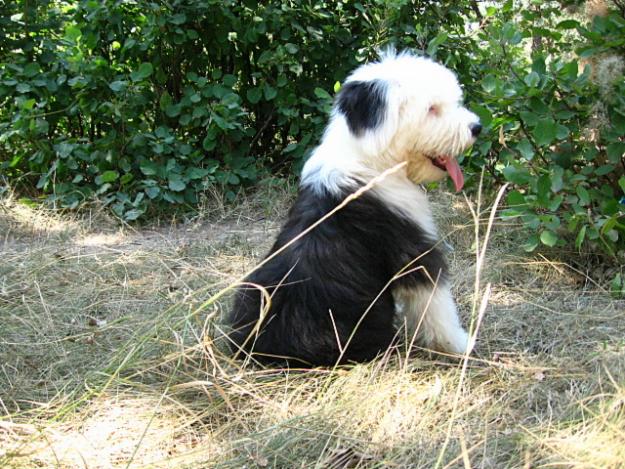 Bobtail