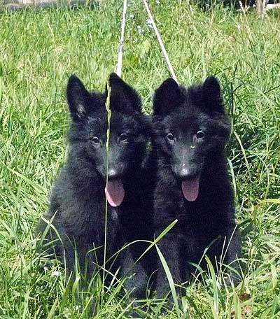 Groenendael (Belgian Shepherd Dog)