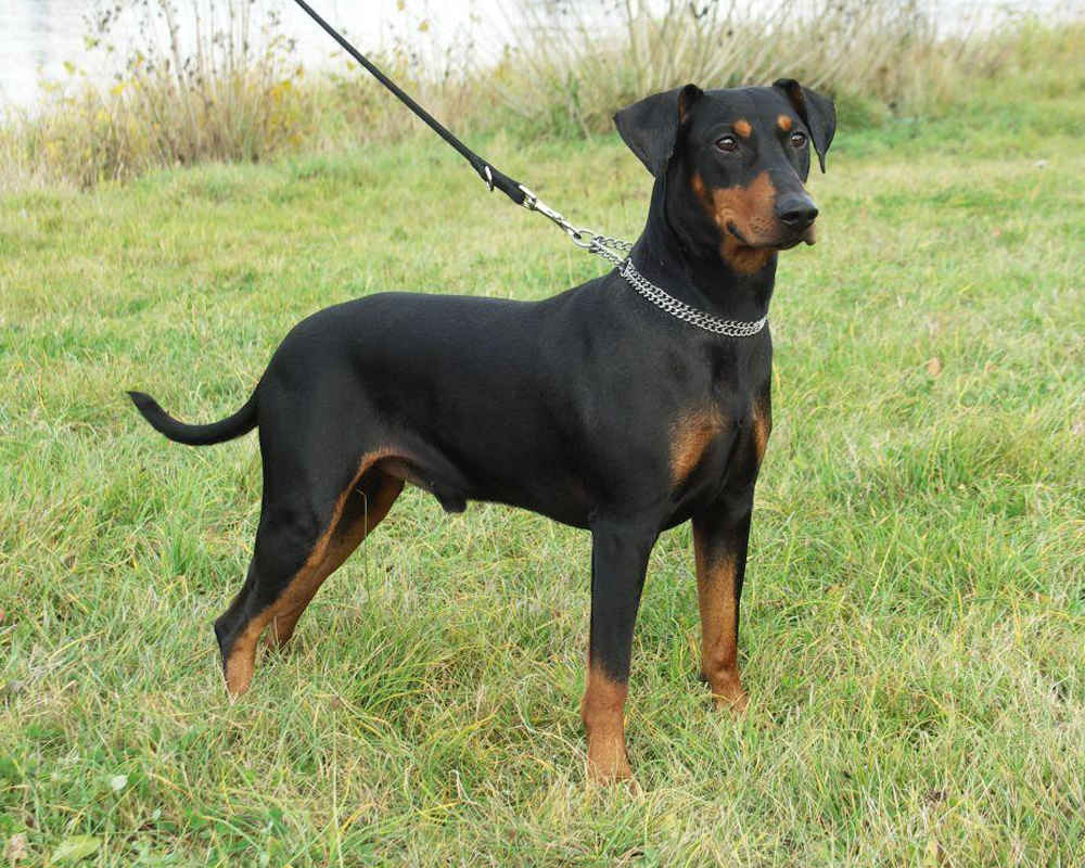 German Pinscher