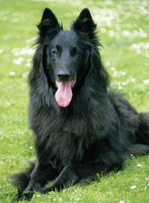 Groenendael (Belgian Shepherd Dog)