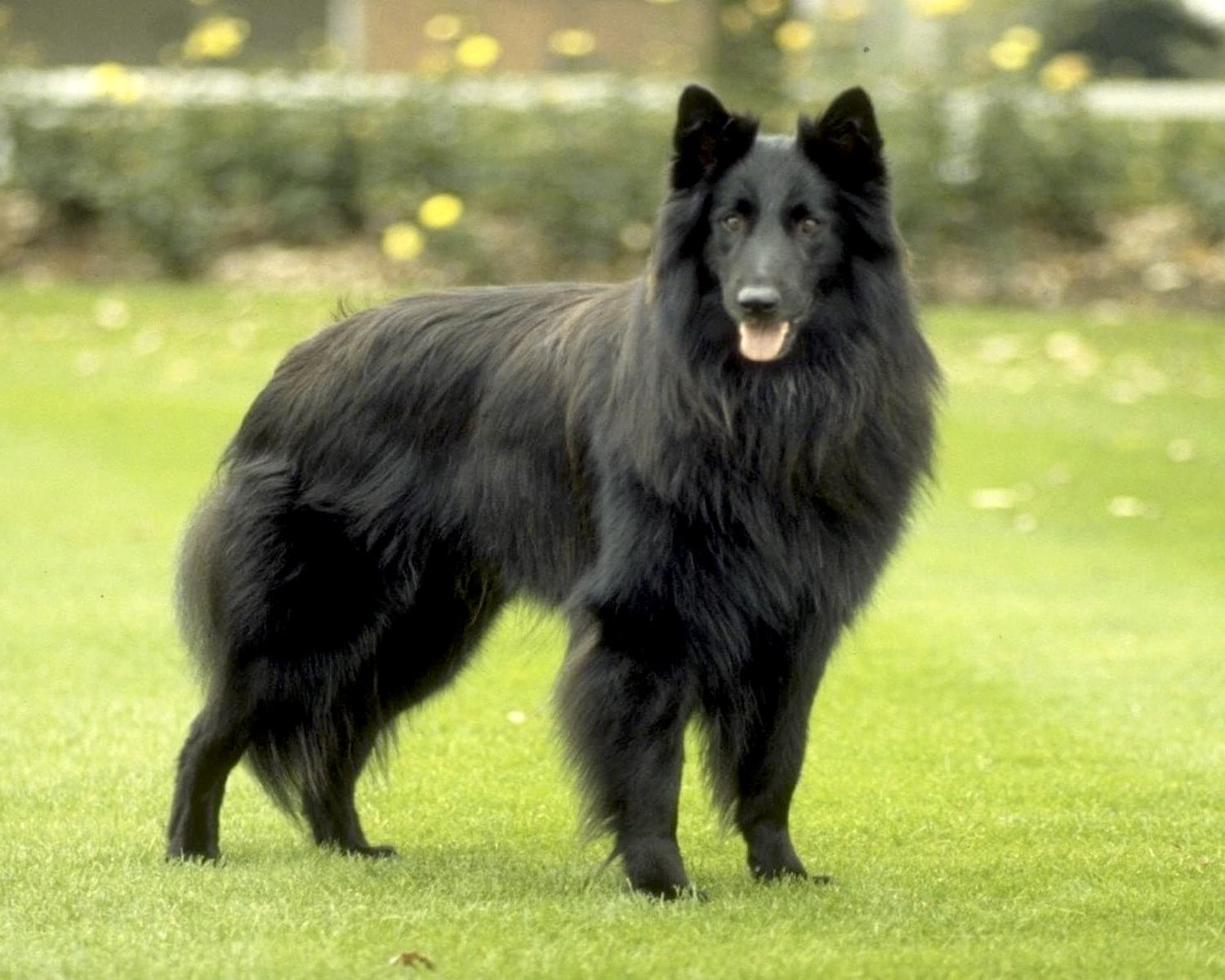 Groenendael (Belgian Shepherd Dog)