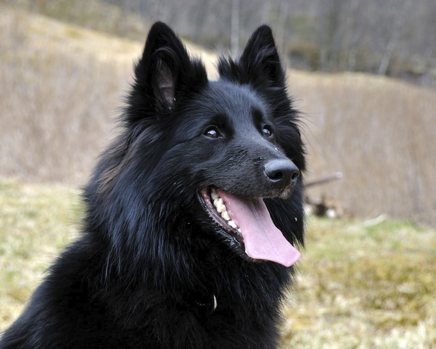 Groenendael (Belgian Shepherd Dog)