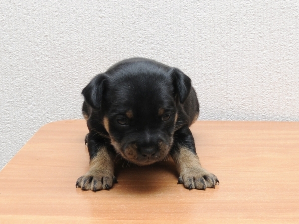 Miniature Pinscher (Dwarf Pinscher)