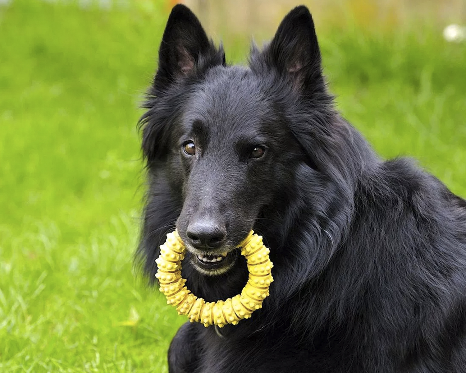 Groenendael (Belgian Shepherd Dog)