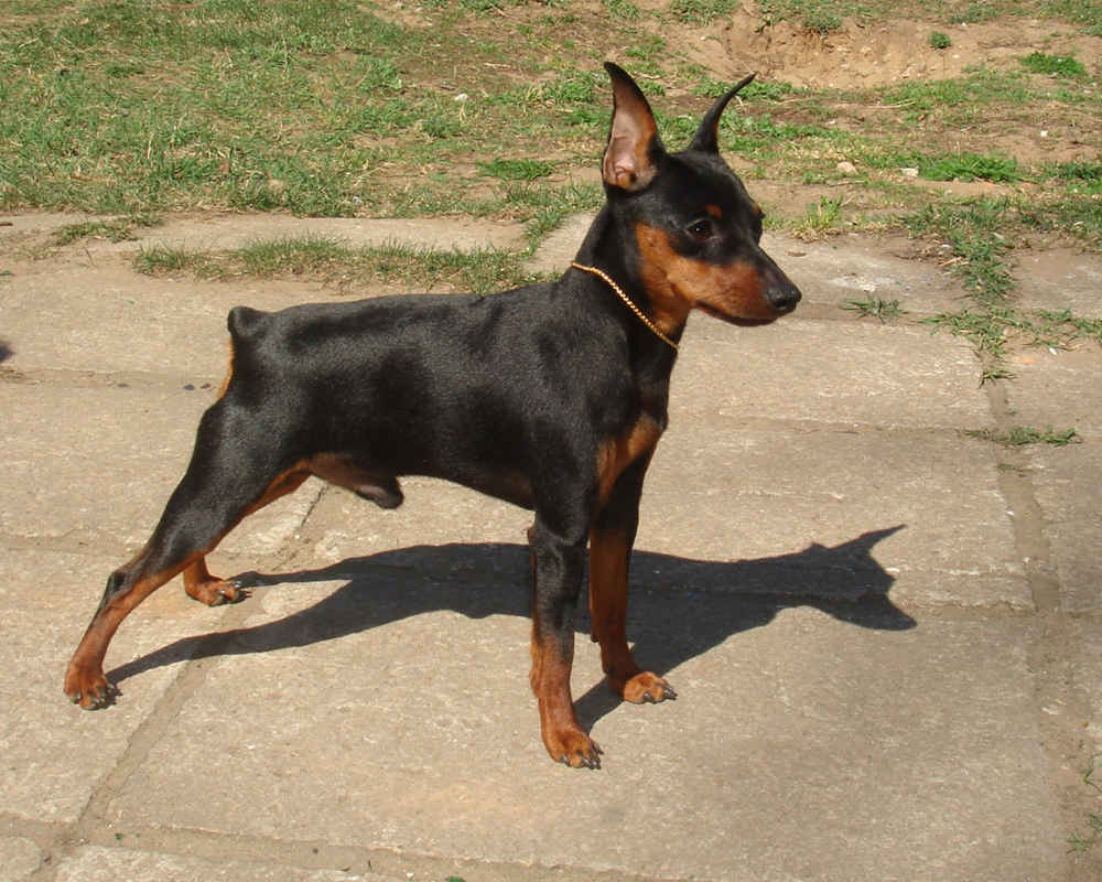 Miniature Pinscher (Dwarf Pinscher)
