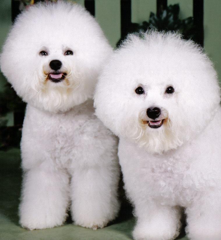 Bichon Frize