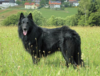 Groenendael (Belgian Shepherd Dog)